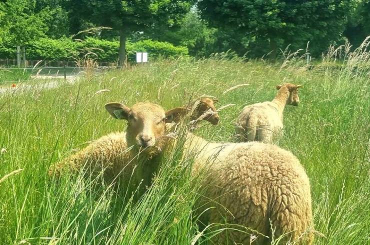 Moutons dans prairie