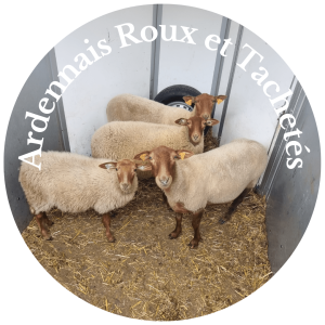 Ardennais