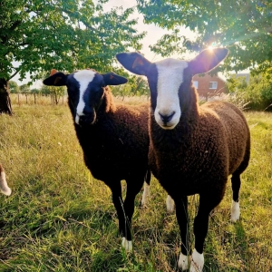 FB_IMG_1754643796987