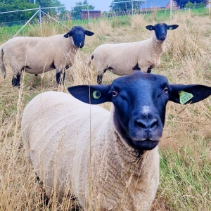 FB_IMG_1754644757135