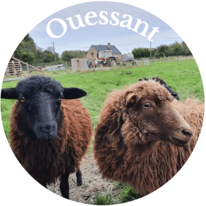 Ouessant