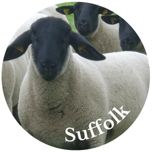 Suffolk
